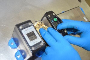 Digital-Measuring-Board-measuring-Oysters3-300x199