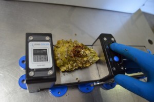 Digital-Measuring-Board-measuring-Oysters5-300x199