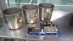 Quality-control-station-mussel-measurement-300x169